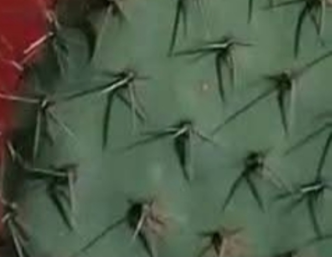 Screenshot 20260115 205638 Brave