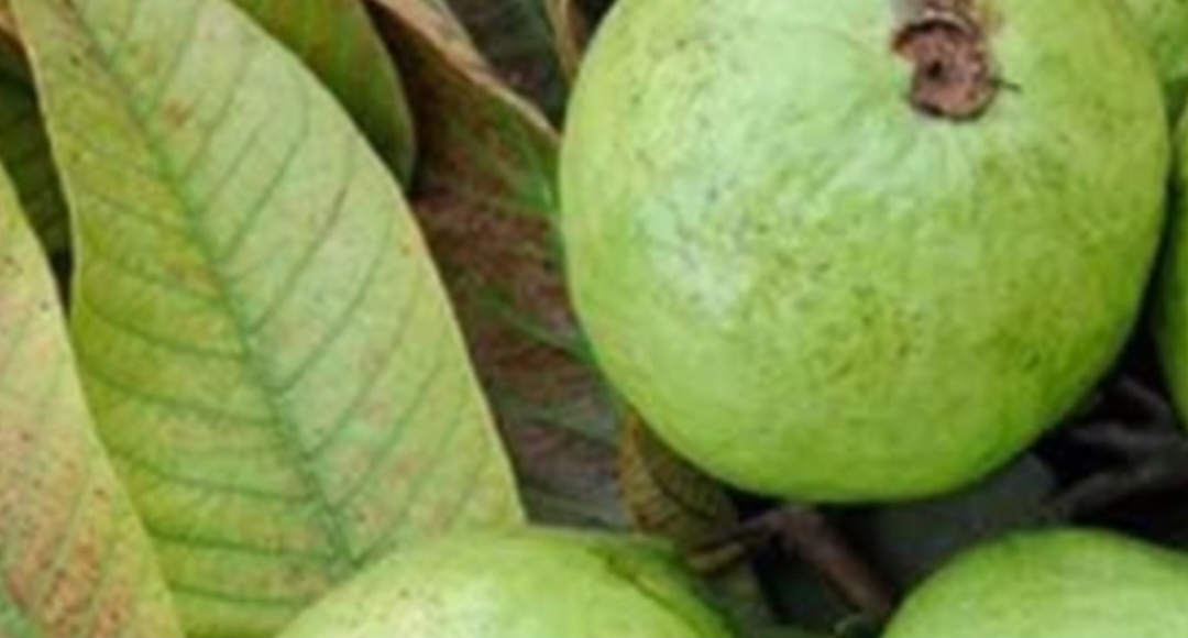 Screenshot 20260120 024134 Brave