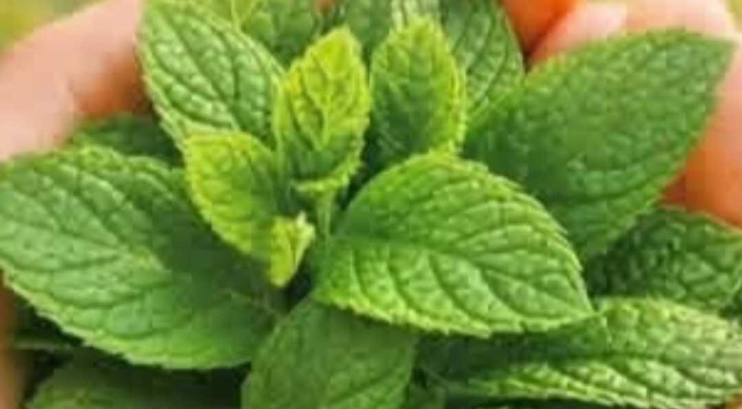 Screenshot 20260120 060938 Brave