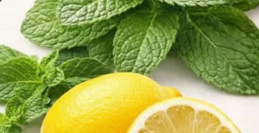 Screenshot 20260228 015103 Brave (1)